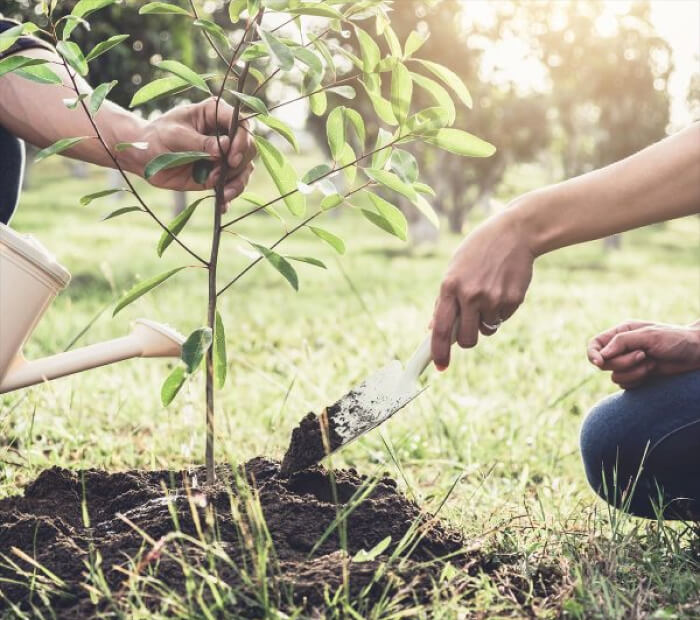 Plant a Tree